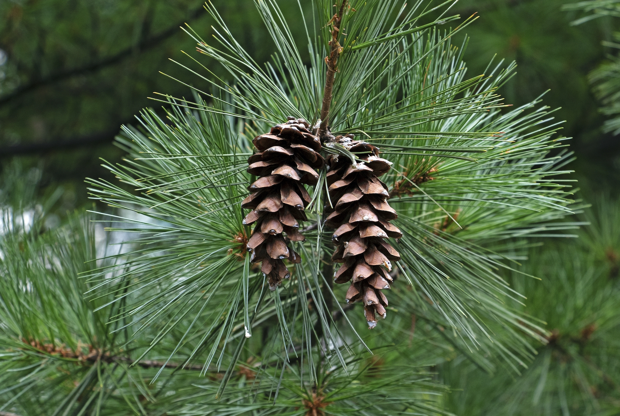 White pine(Pinus strobus) with two pine cones and green leaf